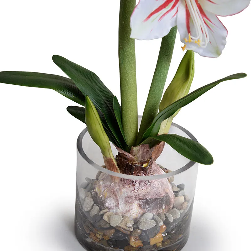 Amaryllis in Glass 28"H - Large