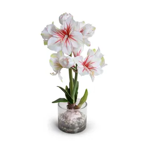 Amaryllis in Glass 28"H - Large