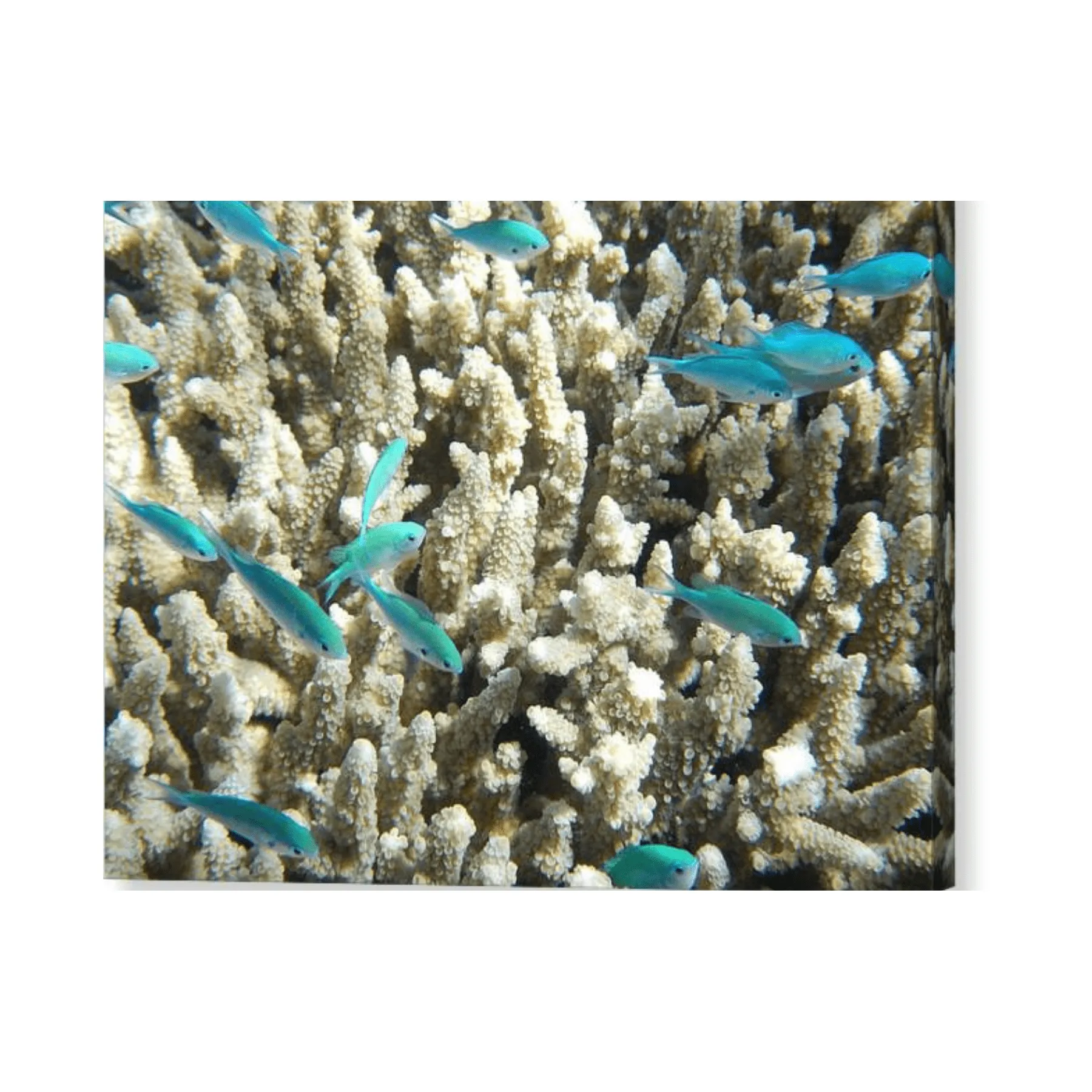 Coastal Teal Fish Amidst Coral - Canvas Print