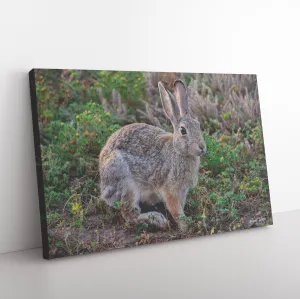 Cottontail Canvas by Jacob Witte