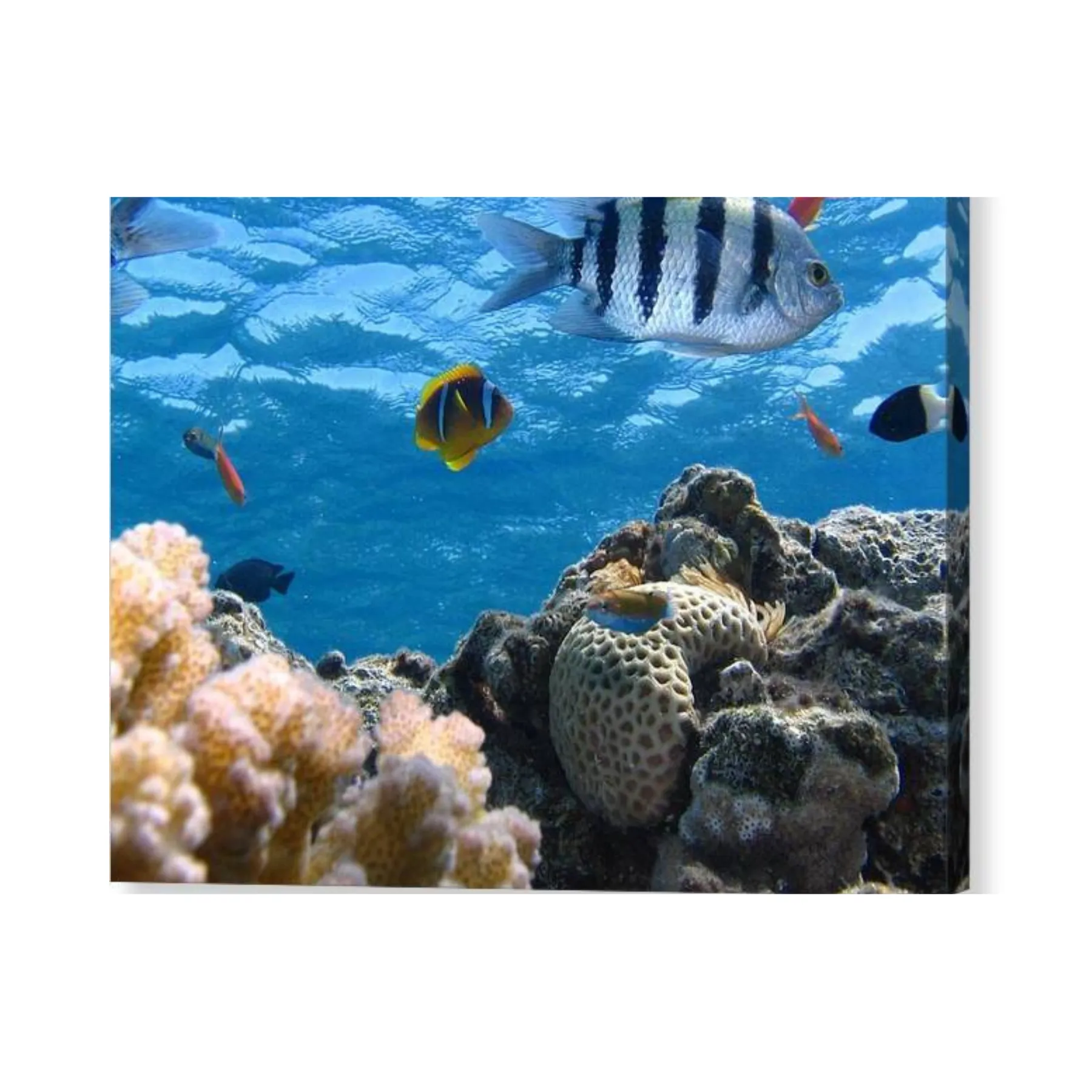 Reef with Fish - Canvas Print