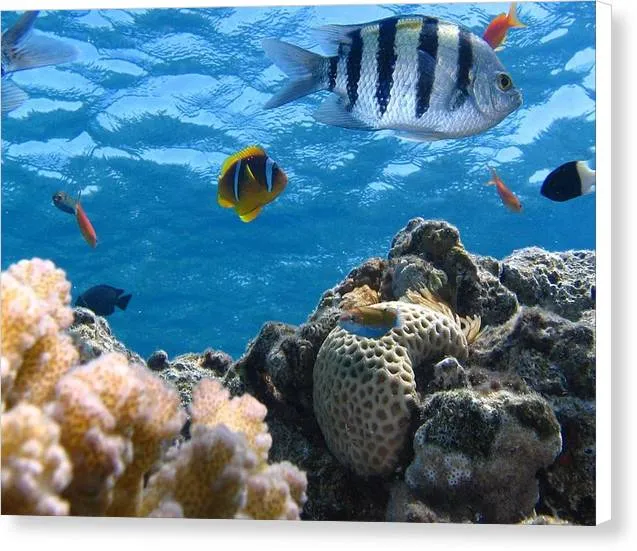 Reef with Fish - Canvas Print