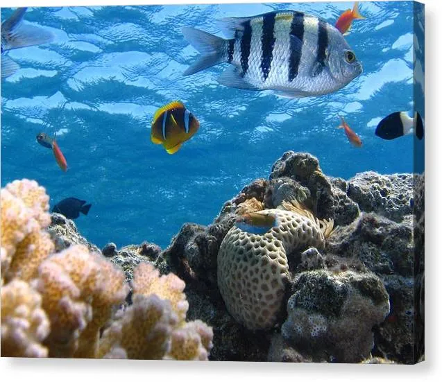 Reef with Fish - Canvas Print